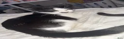Mixed Breed cats for sale: 2 females 1 male kittens  - Advert 1