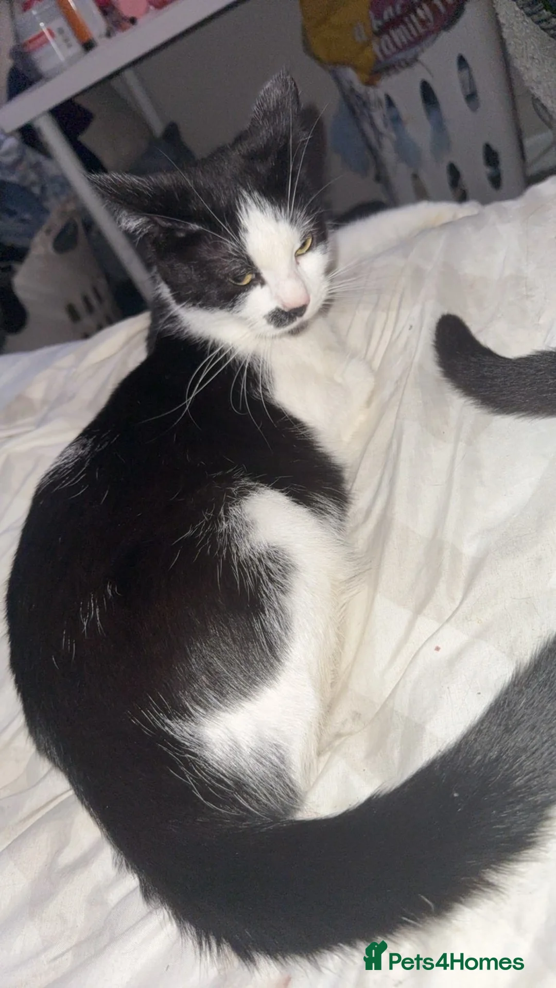 Mixed Breed cats for sale: 2 females 1 male kittens  - Advert 1