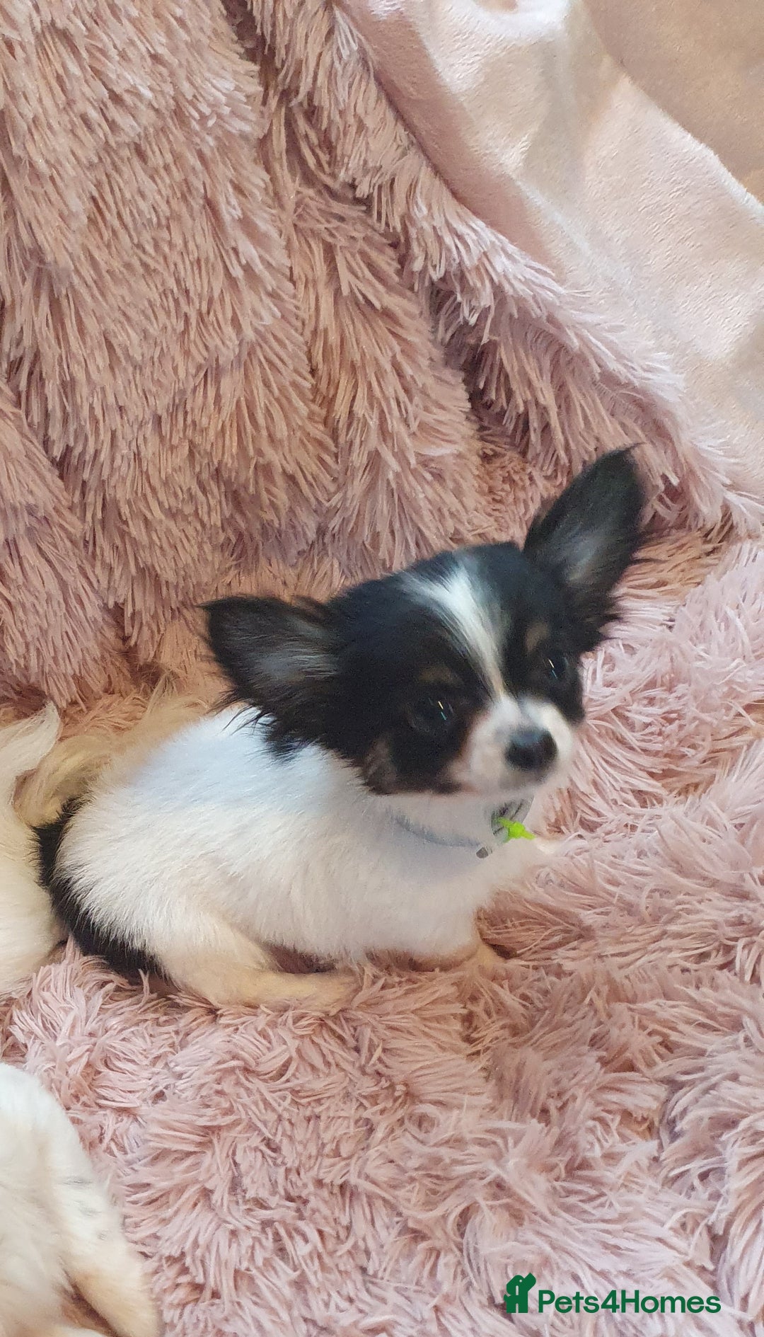 Chihuahua dogs for sale: Tri coloured longcoat apple head - Image 3