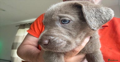 Labrador Retriever dogs - Advert 7