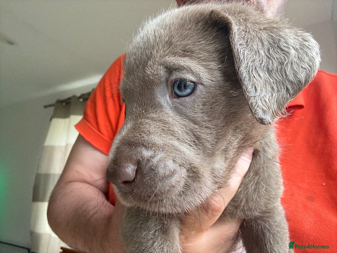 Labrador Retriever dogs for sale: Outstanding KC Registered Silver Labrador Puppies - Image 3