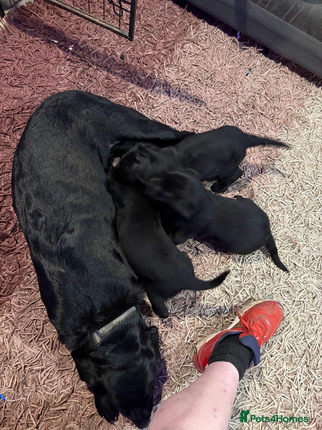 Labrador Retriever dogs for sale: Labrador girl’s ready now  - Advert 24