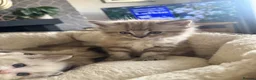 Ragdoll cats for sale: Ragdoll kittens  in Blackburn - Advert 22