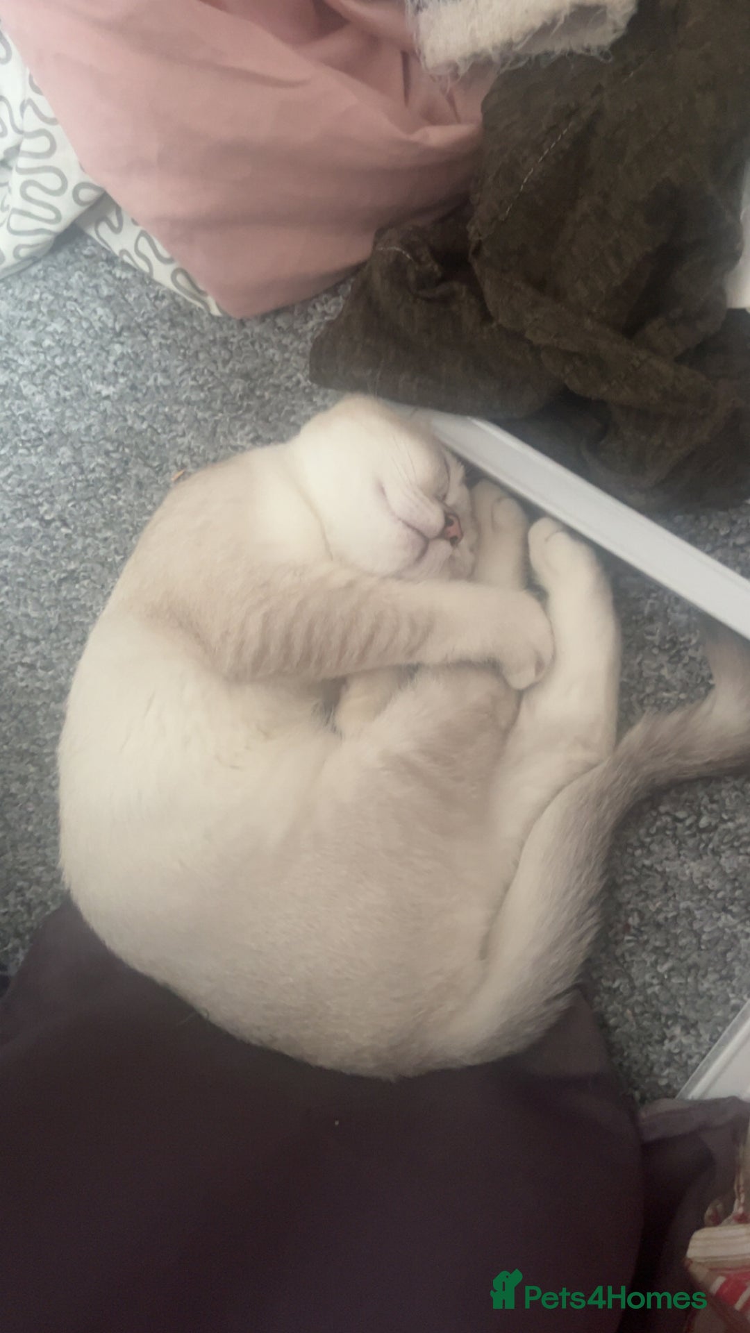 British Shorthair cats for sale: White / bits of beige and grey / British shorthair - Image 2