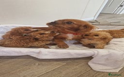 Cavapoo dogs for sale: Beautiful cavapoo fur babies  - Image 17