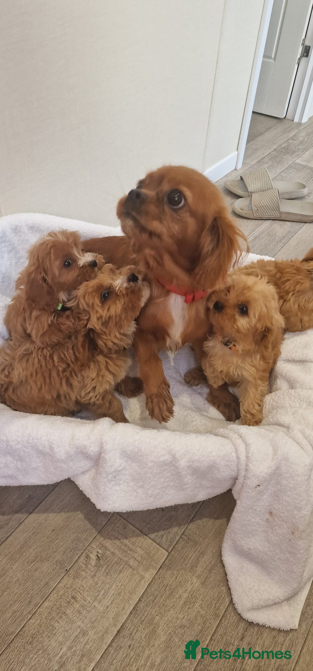 Cavapoo dogs for sale: Beautiful cavapoo fur babies  - Image 17