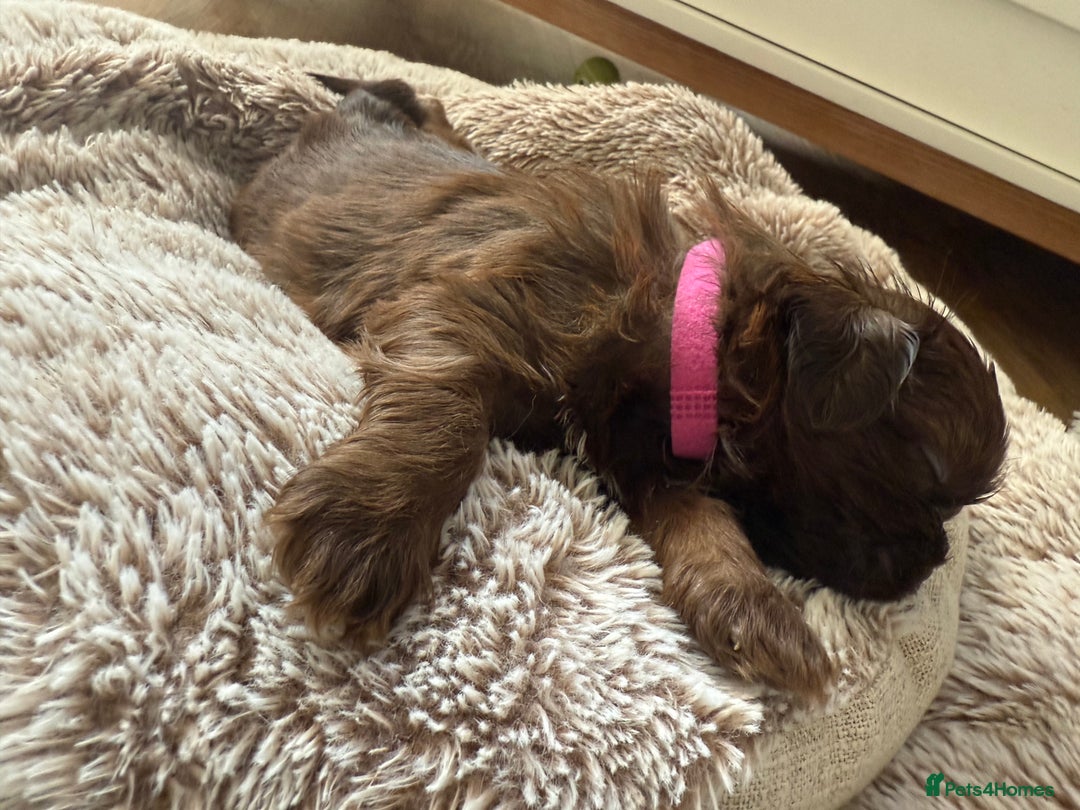 Shih Tzu dogs for sale: KC reg, 2 left! Potential blondes in Tamworth - Image 13