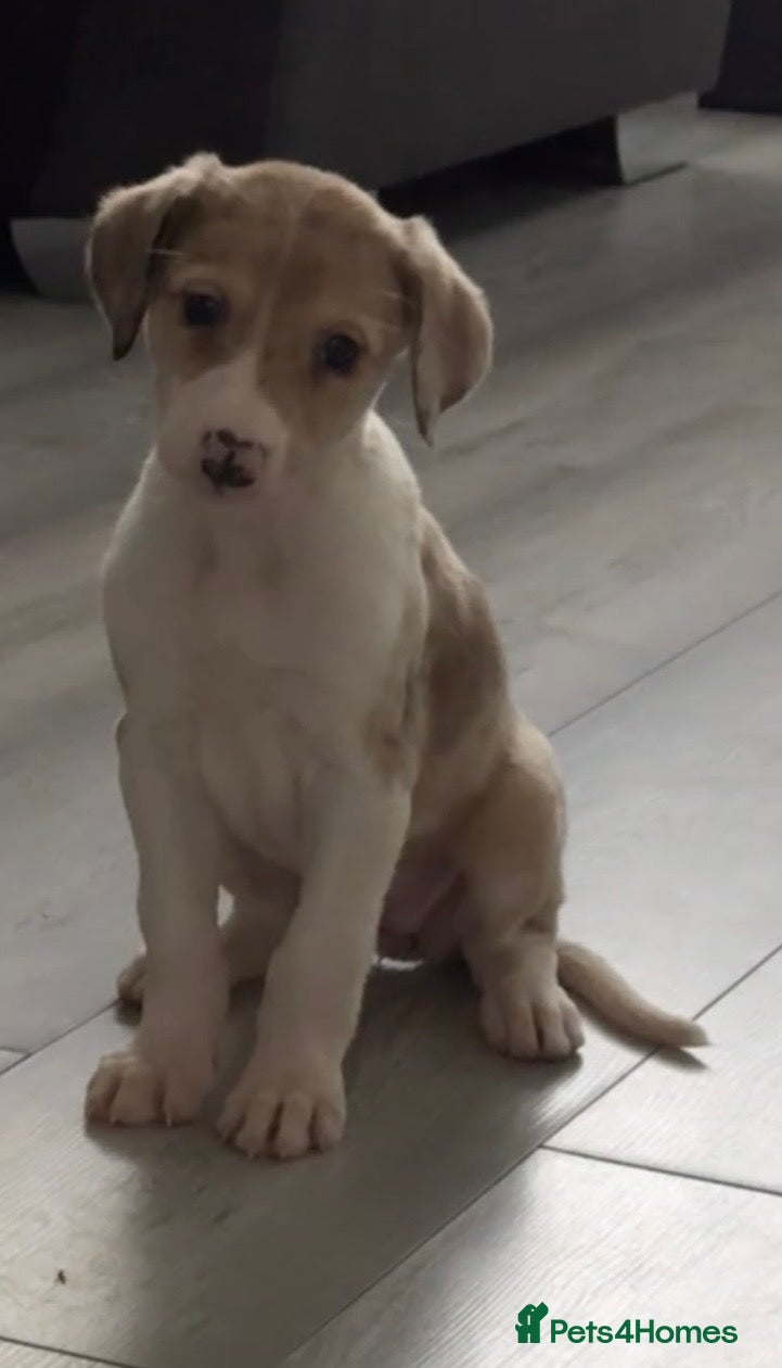 Lurcher dogs Collie Lurcher  - Advert 6