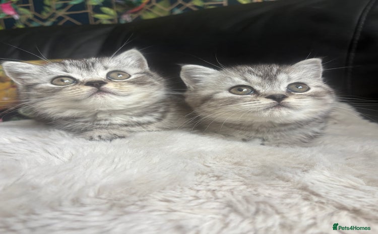 British Shorthair cats Beautiful bsh kittens looking for forever homes  - Advert 2