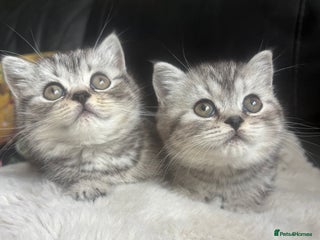 British Shorthair cats Beautiful bsh kittens looking for forever homes - Advert 18