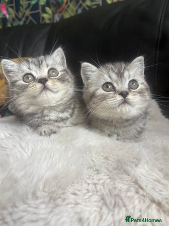 British Shorthair cats Beautiful bsh kittens looking for forever homes - Advert 2