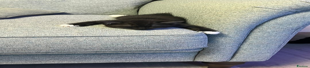 Persian Kitten 3