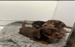 Miniature Dachshund dogs for sale: Tiny miniature dachshund puppies  - Image 4