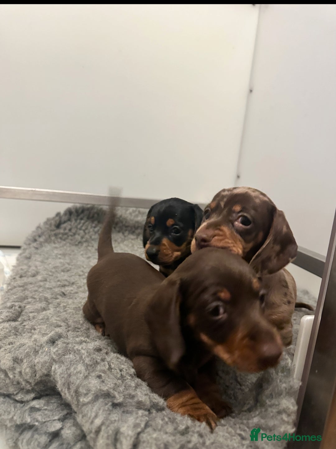 Miniature Dachshund dogs for sale: Tiny miniature dachshund puppies  - Image 4