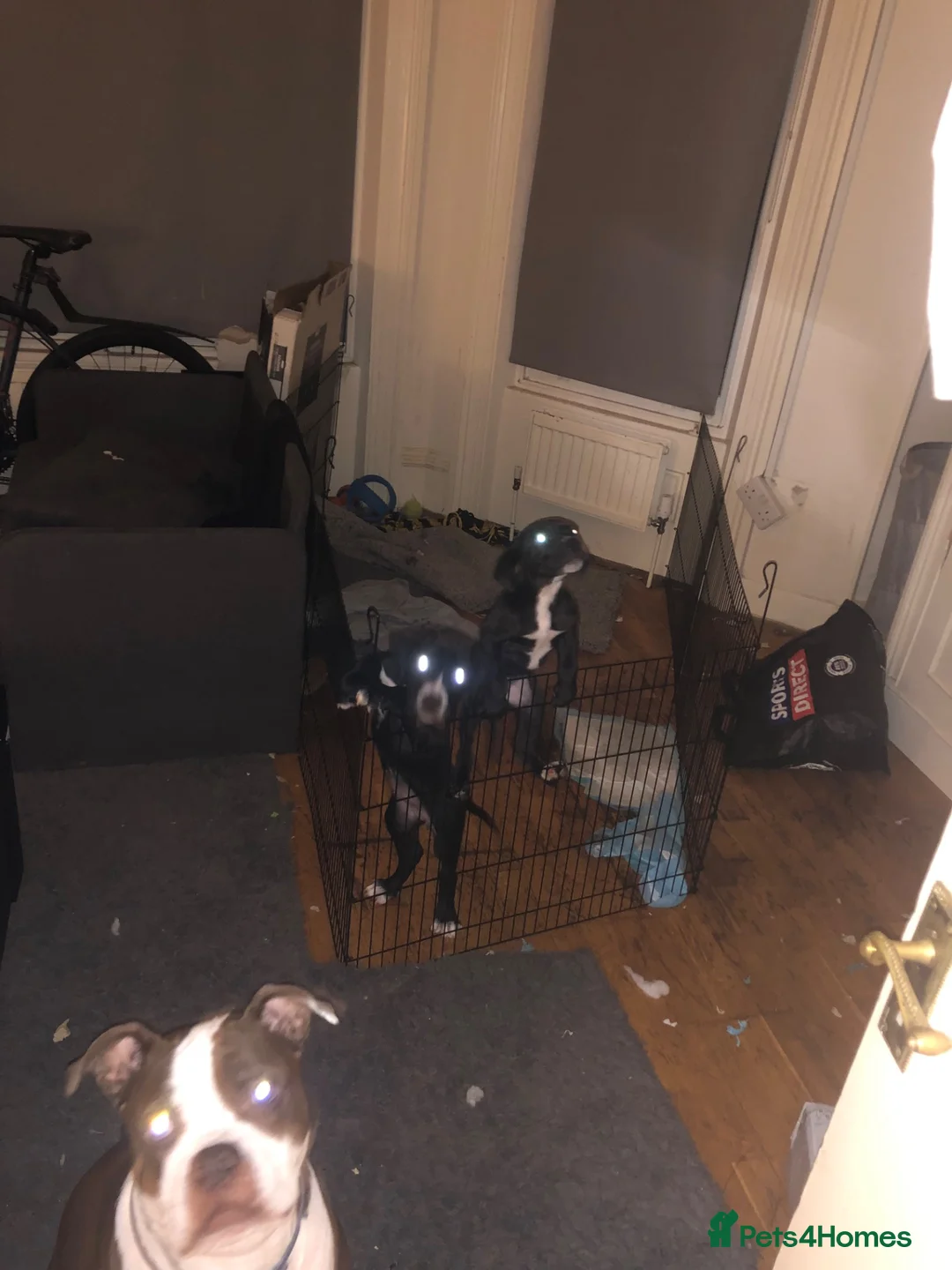 Mixed Breed dogs for sale: Female cane corso x2 - Advert 12