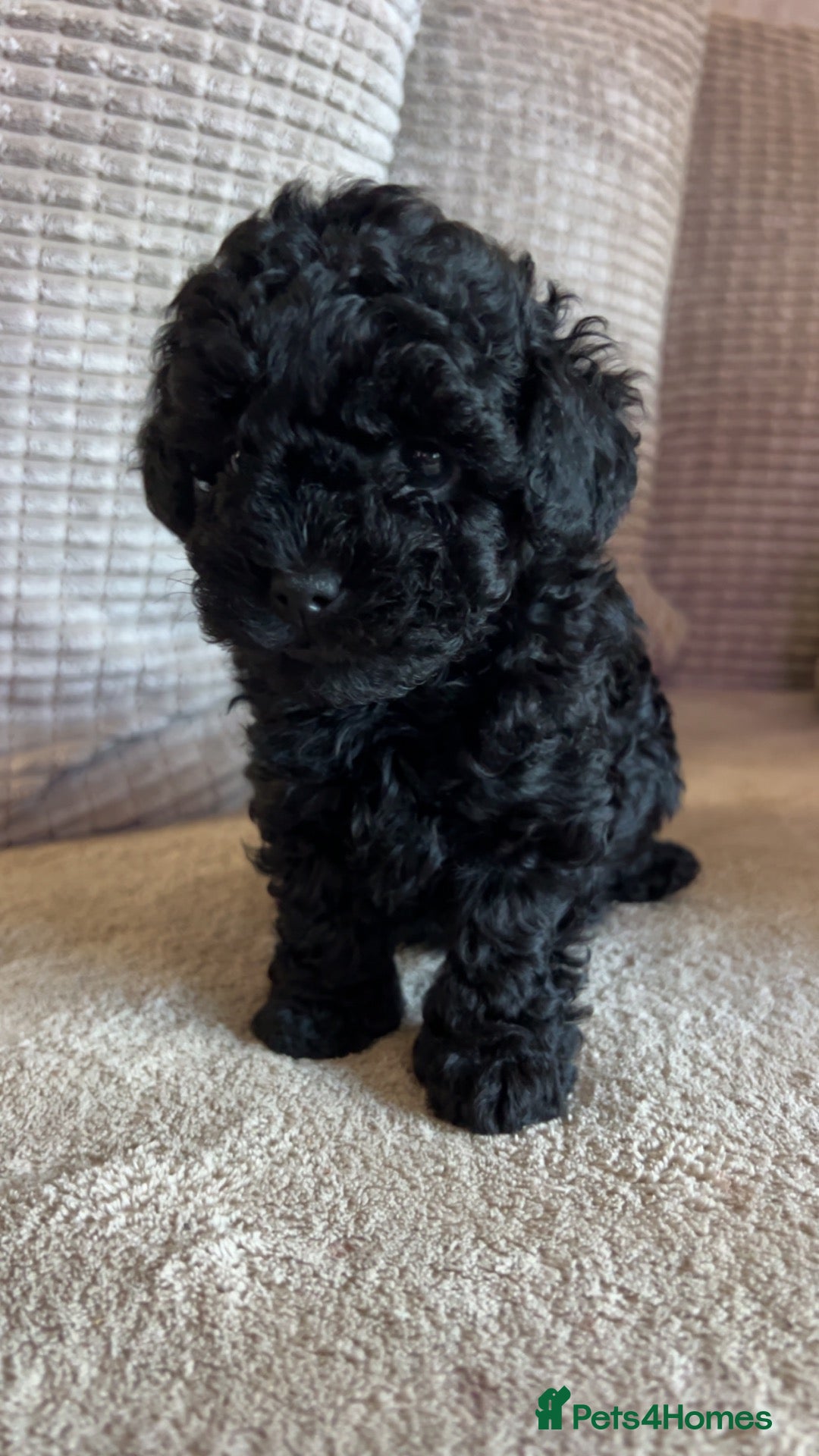 Lhasapoo dogs 1 left!🐾 GORGEOUS LHASAPOO PUPPIES  🐾 - Advert 1