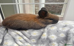 Mini Lop rabbits for sale: Raised indoors — mini lop and lion lops  - Advert 9