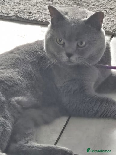 Gallery Image {{count}}