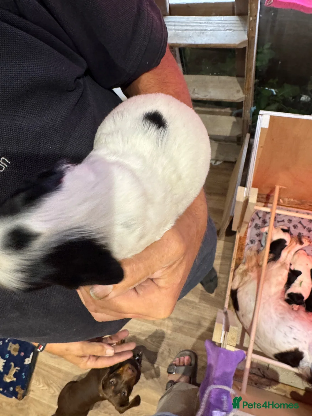 English Springer Spaniel dogs for sale: Strong chunky boy springer FTCh FTAW Conholt Hill - Advert 15