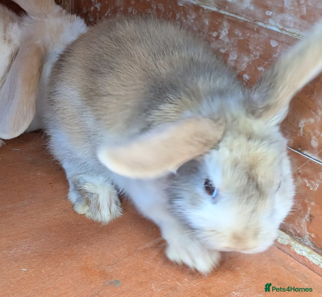 French Lop rabbits for sale: French Lop babies  - Image 6