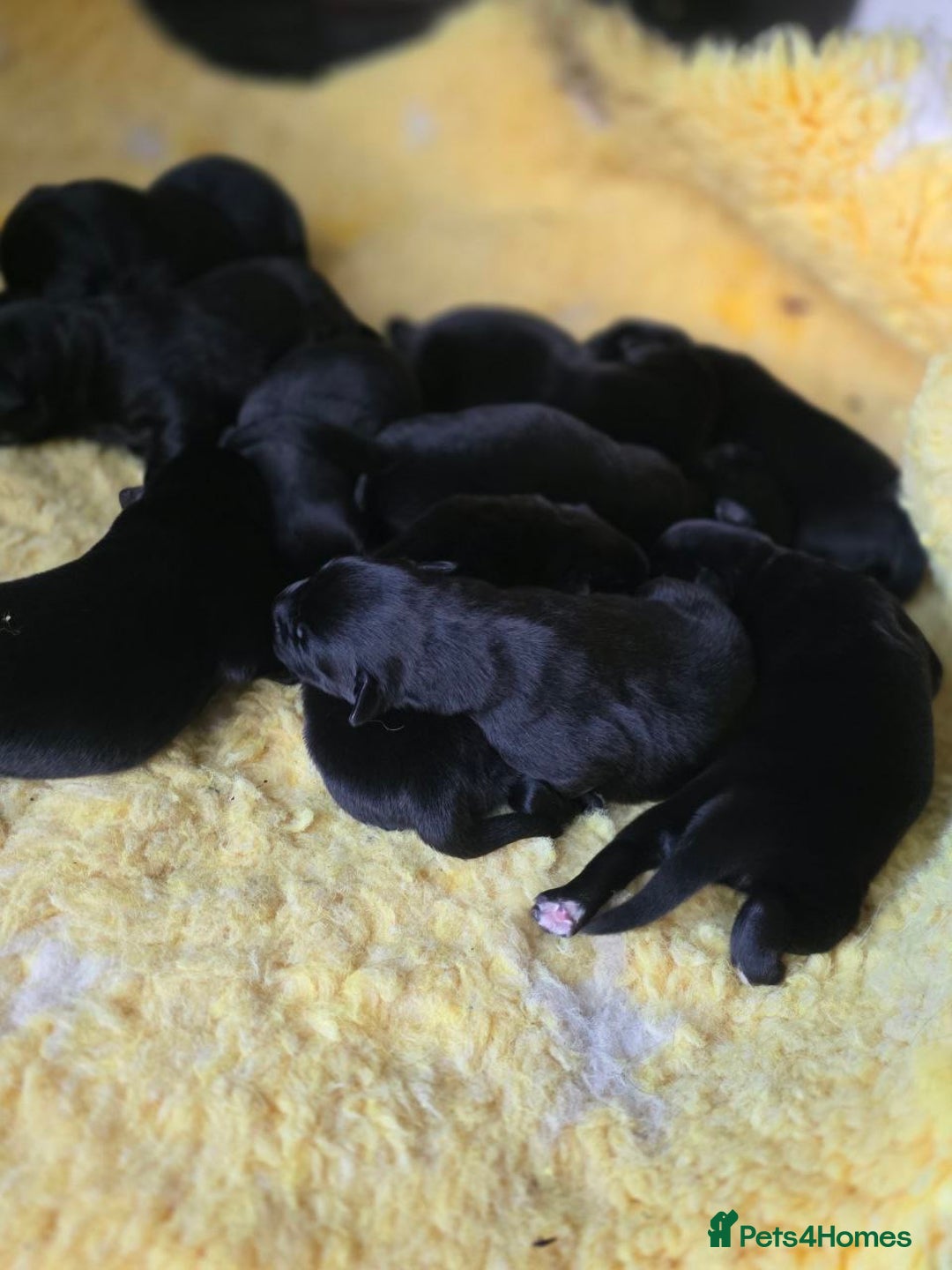 Mixed Breed dogs for sale: Aussiedor puppies - Image 5