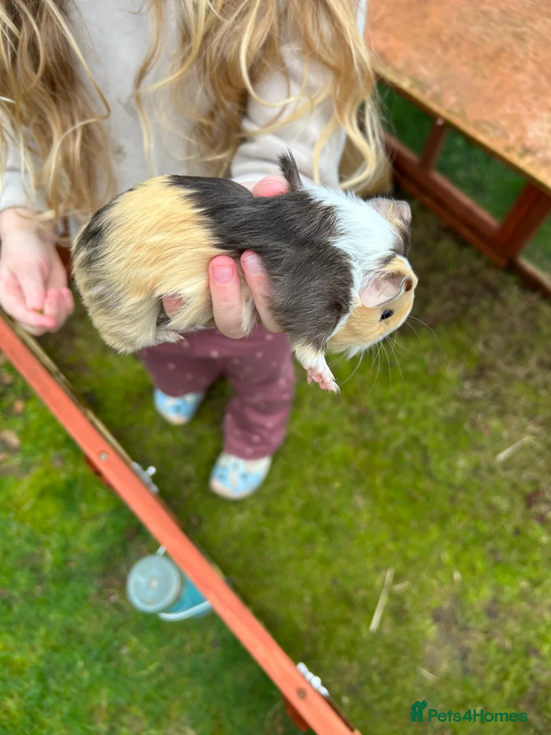 Guinea Pig rodents for sale: Baby Guinea pigs  - Advert 6