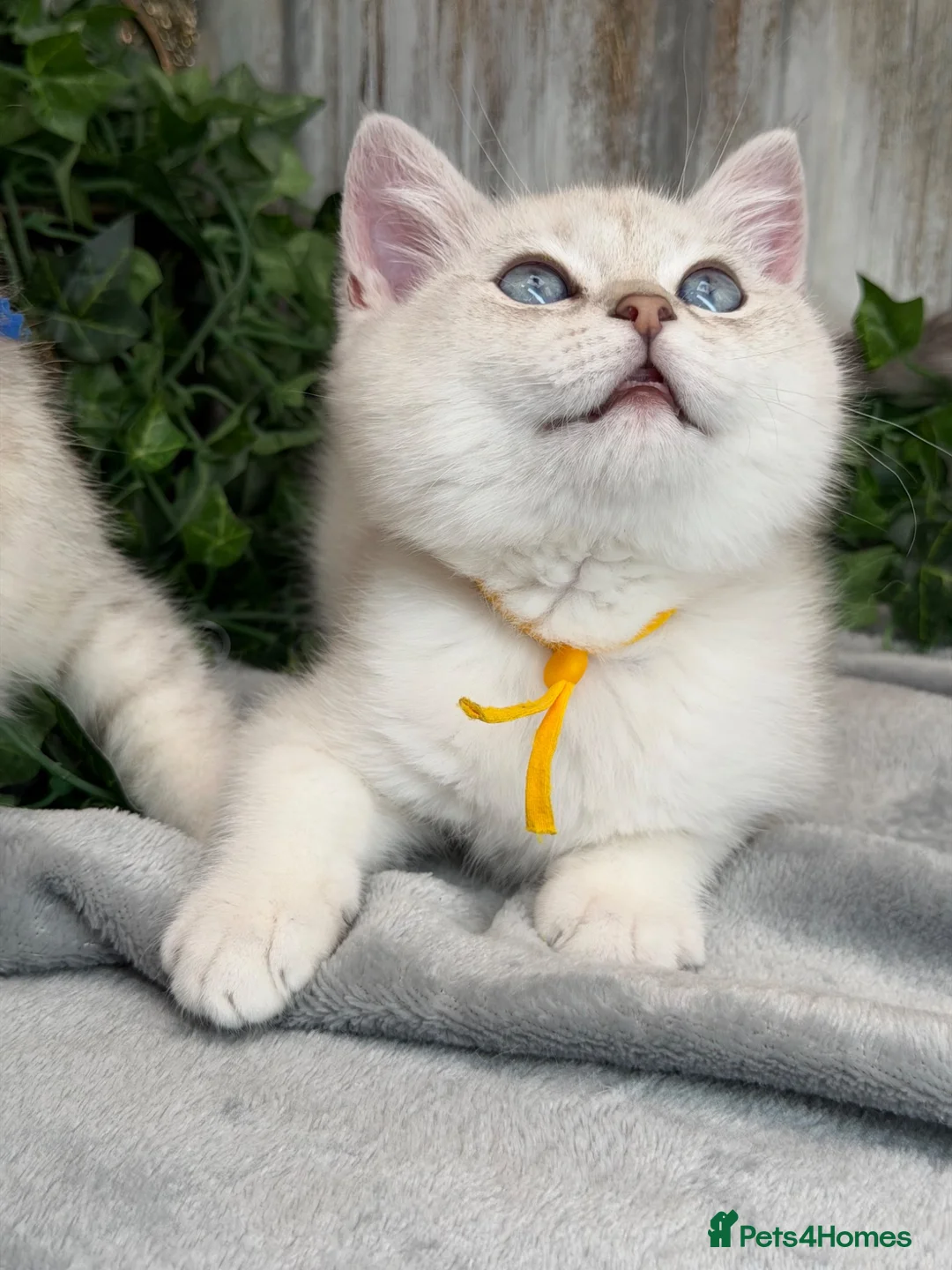 British Shorthair cats for sale: Blue torte chunky British sh kittens TICA - Advert 24