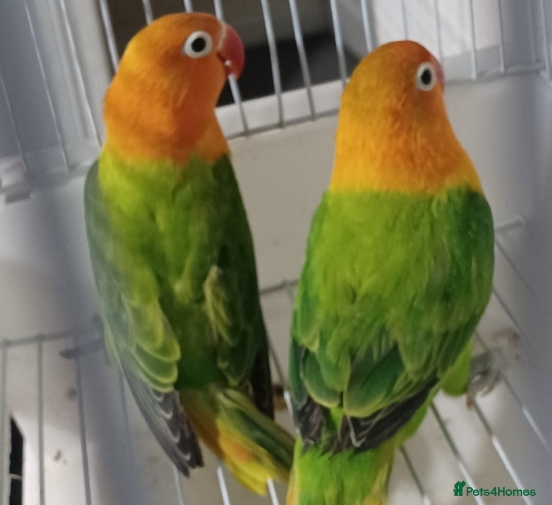 Lovebirds birds for sale: EWING OPLINE YELLOW FACTOR LOVEBIRDS  - Advert 9