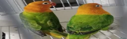 Lovebirds birds for sale: EUWING OPLINE YELLOW FACTOR LOVEBIRDS  - Advert 9