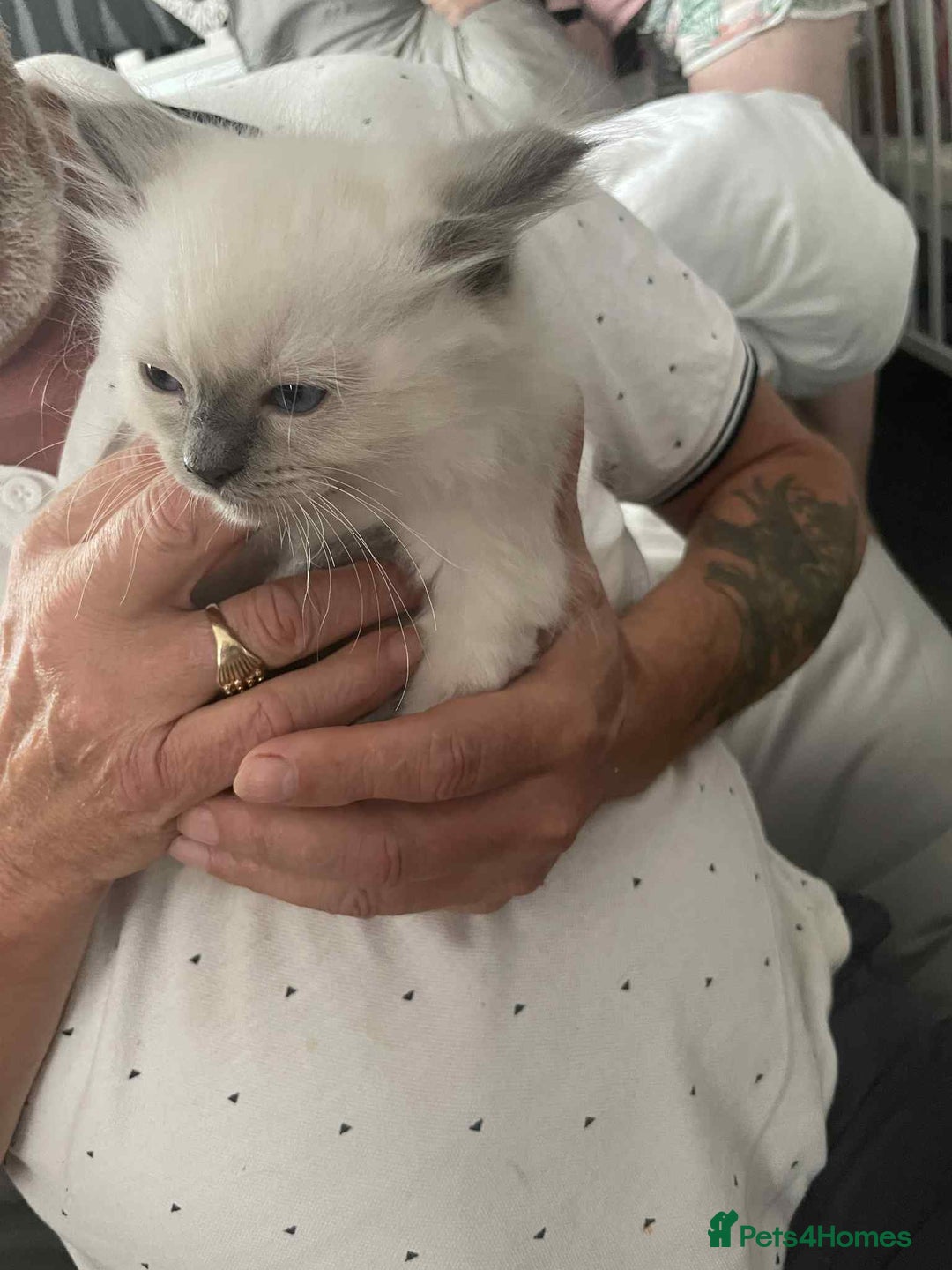 Ragdoll cats for sale: Ragdoll kittens  - Image 13