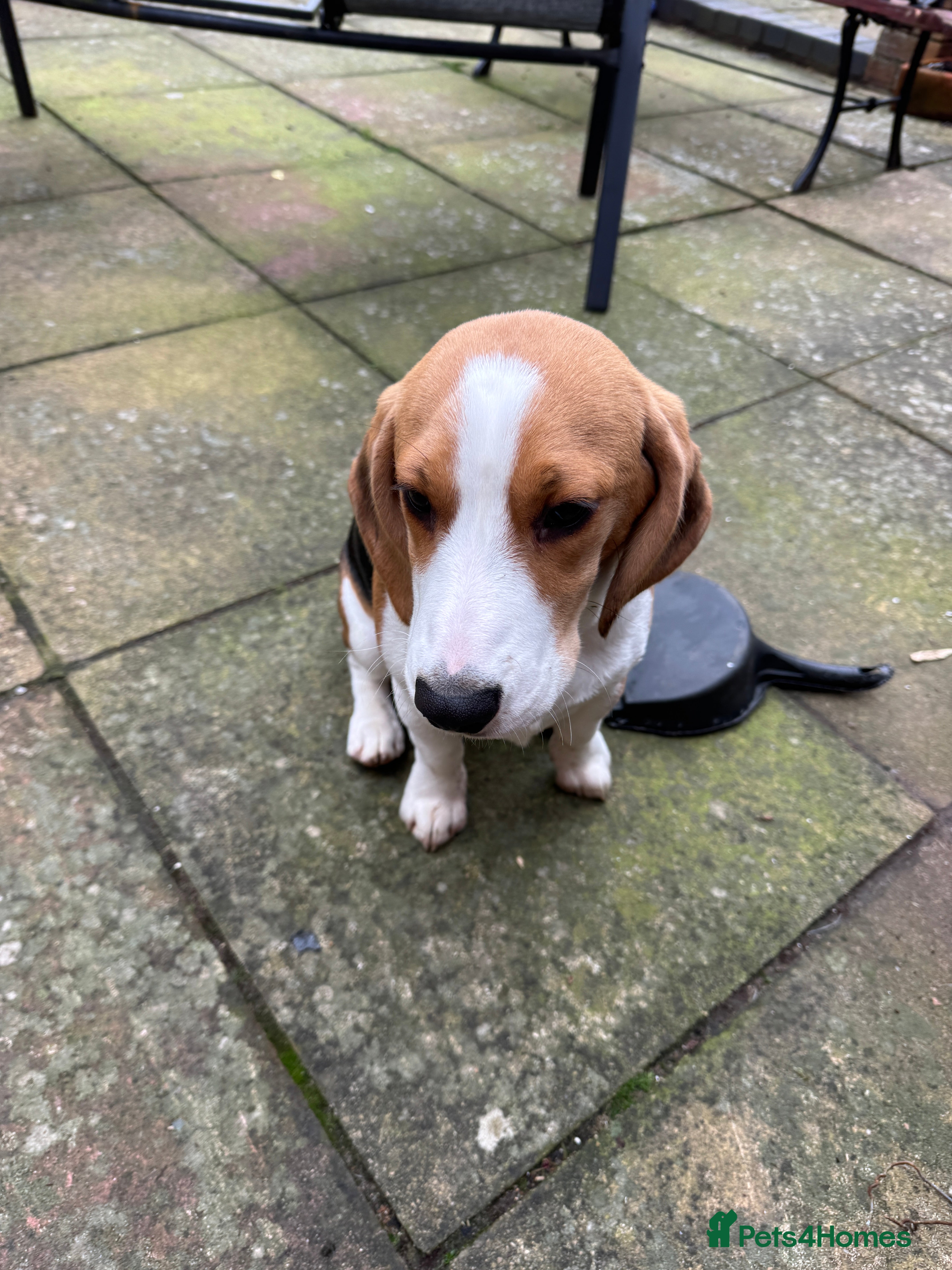 Beagle dogs Orio  - Advert 1