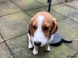 Beagle dogs Orio - Advert 1