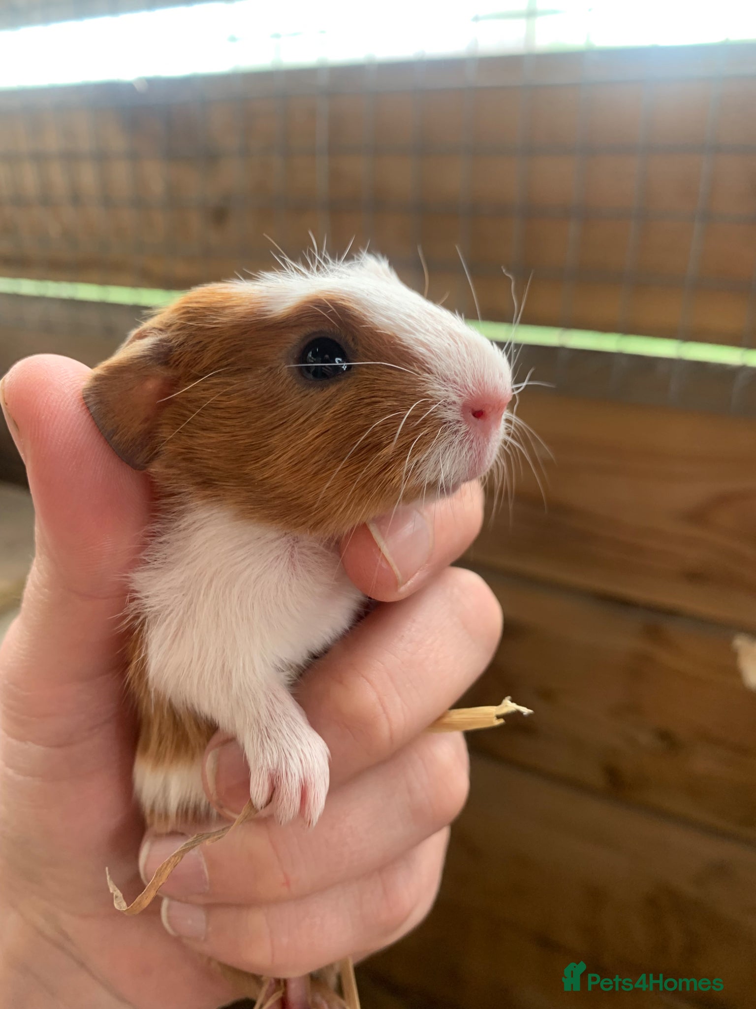 Guinea Pig rodents Two Girls and a Boy  - Advert 17