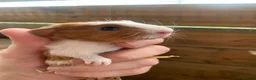 Guinea Pig rodents for sale: Two Girls and a Boy  - Advert 1