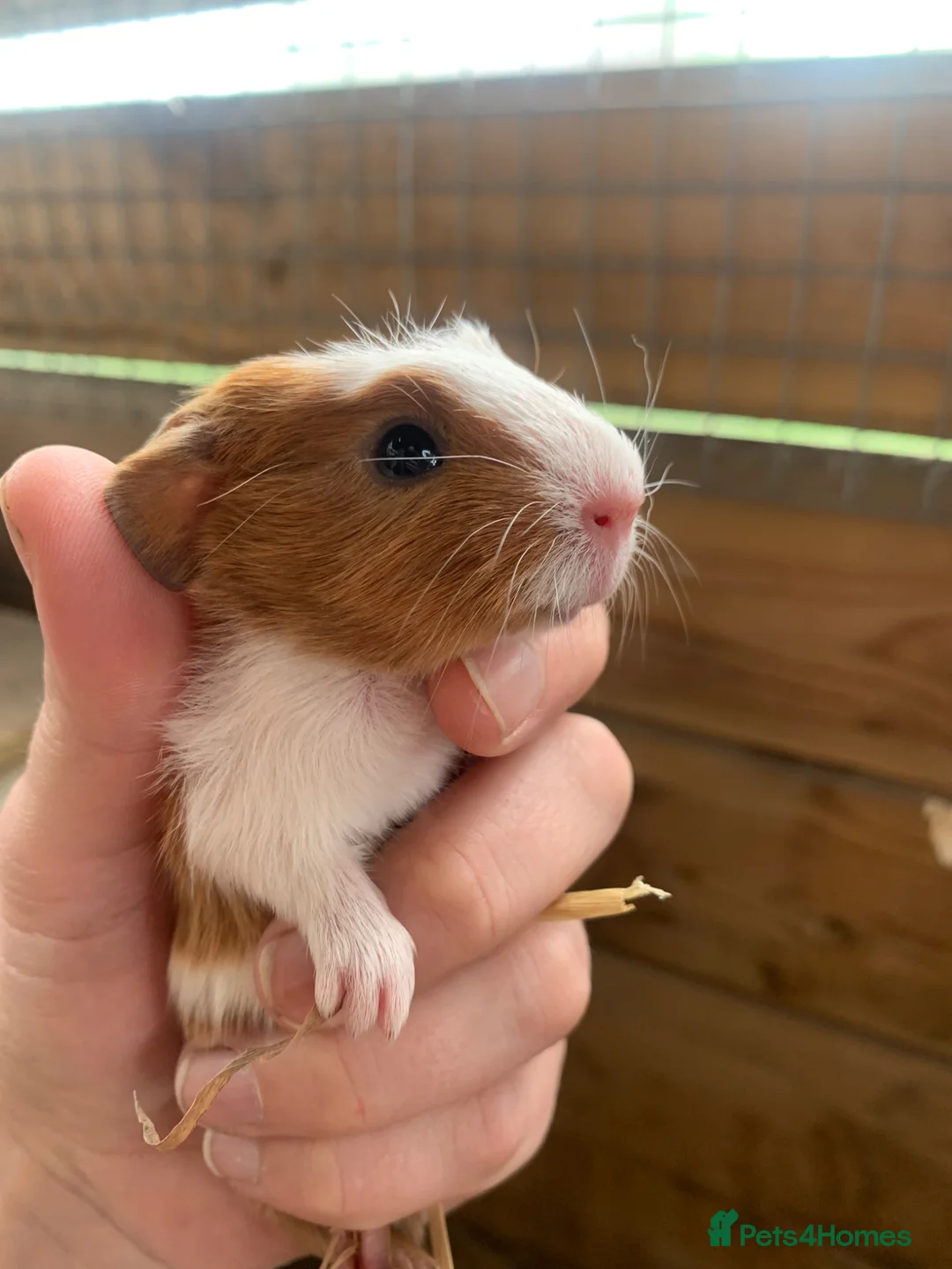Guinea Pig rodents for sale: Two Girls and a Boy  - Advert 1
