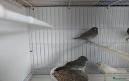 Finches birds for sale: Bengalese finch - Image 4