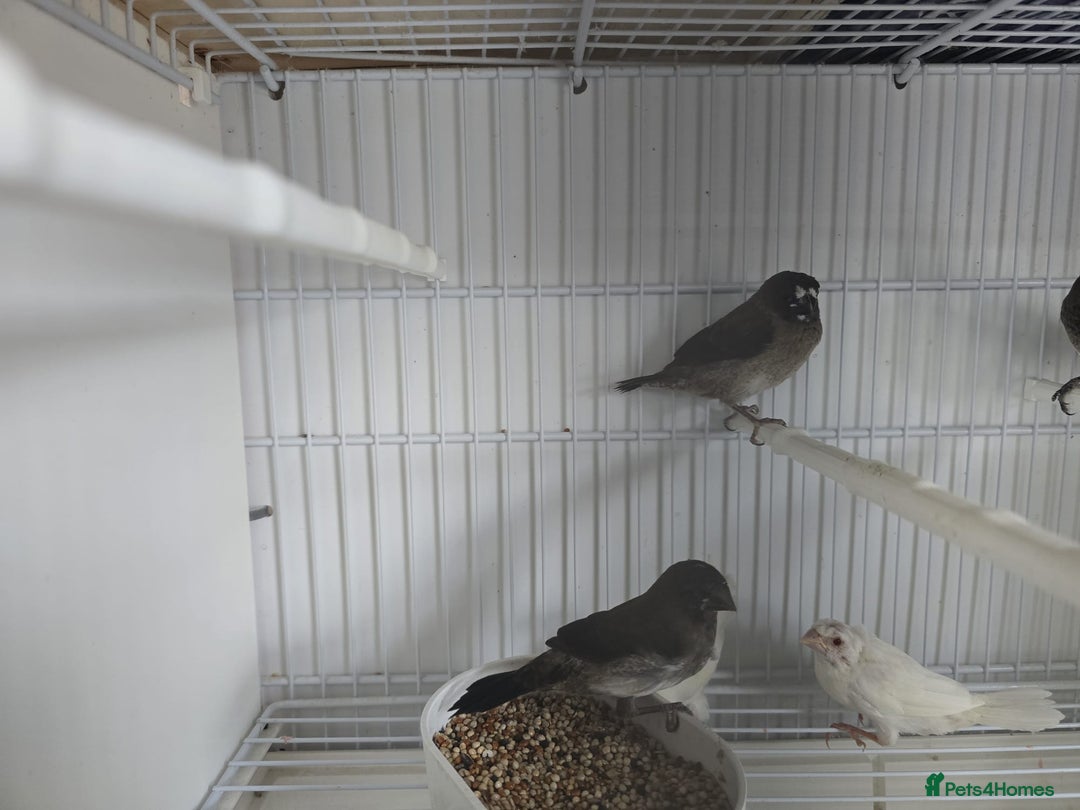 Finches birds for sale: Bengalese finch - Image 4