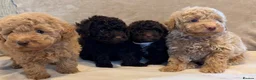 Miniature Poodle dogs for sale: 🐾 Gorgeous Miniature Poodle Puppies 🐾 in Ashford - Advert 1