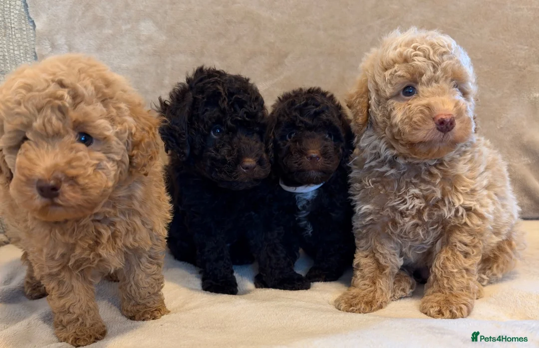 Miniature Poodle dogs for sale: 🐾 Gorgeous Miniature Poodle Puppies 🐾 in Ashford - Advert 1