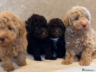 Miniature Poodle dogs 🐾 Gorgeous Miniature Poodle Puppies 🐾 - Advert 1