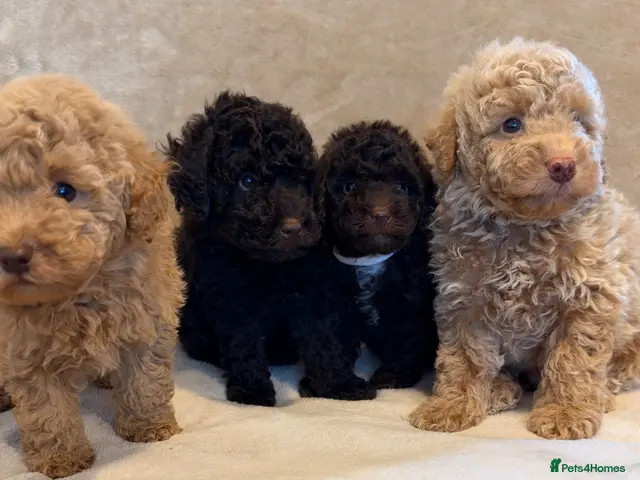 Miniature Poodle dogs 🐾 Gorgeous Miniature Poodle Puppies 🐾 - Advert 1
