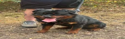 Rottweiler dogs for sale: 2 year old Rottweiler  - Advert 6