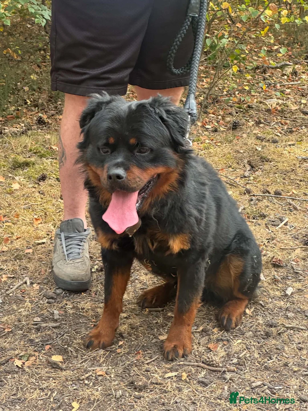 Rottweiler dogs for sale: 2 year old Rottweiler  - Advert 6