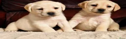Labrador Retriever dogs for sale: KC REG HEALTH TESTED LABRADOR PUPPYS QUALITY LINES - Advert 5