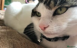 Mixed Breed cats for sale: Cat for sale/adoption - Image 5