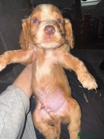 Cocker Spaniel dogs - Advert 2