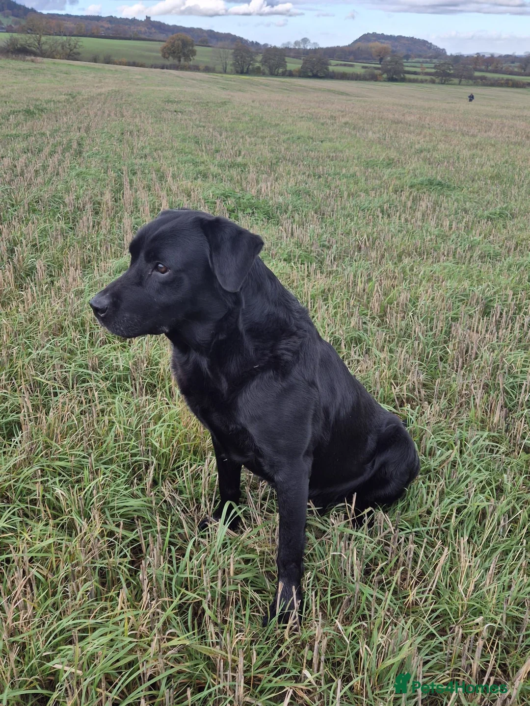 Labrador Retriever dogs for stud: Jake for stud only in Winsford - Advert 1
