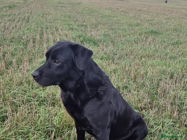 Labrador Retriever dogs Jake for stud only - Advert 1
