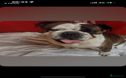 English Bulldog dogs for sale: English bulldog - Image 3