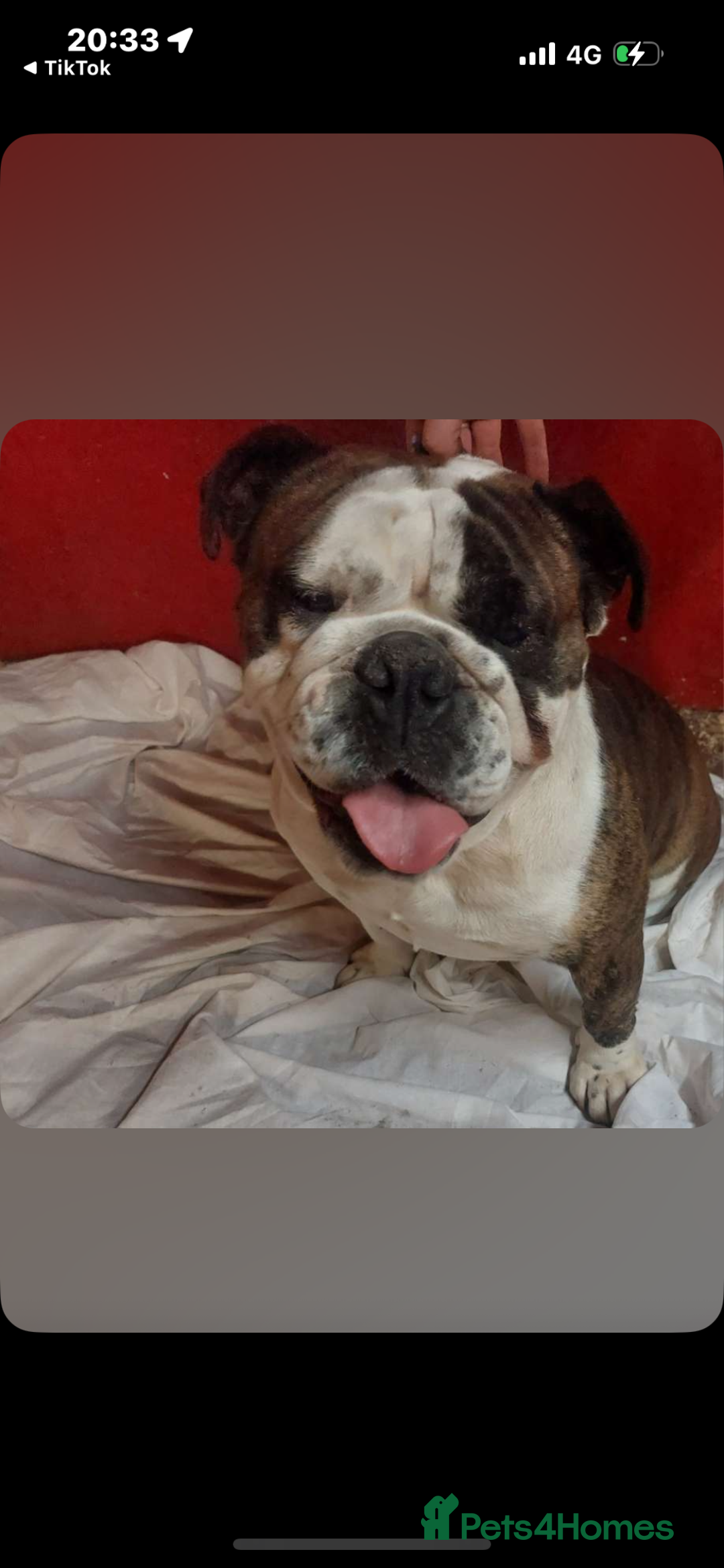 English Bulldog dogs for sale: English bulldog - Image 3